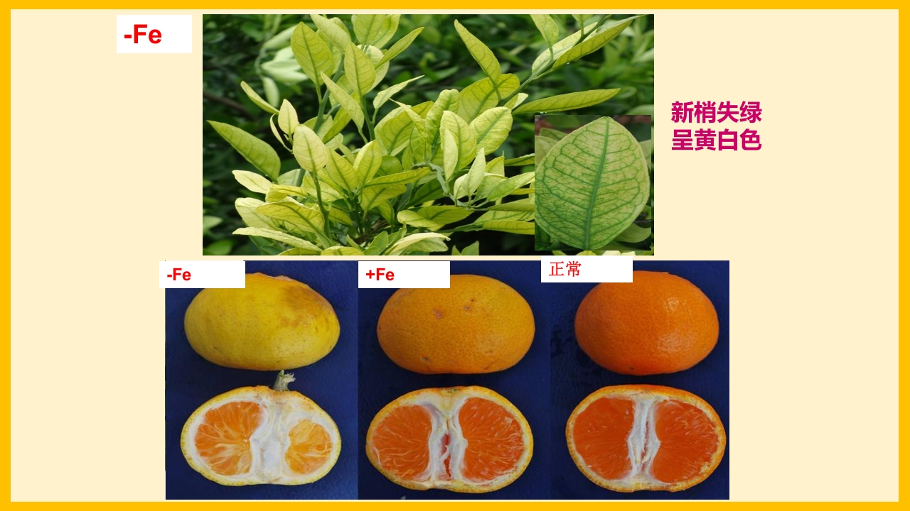 脐橙常见病虫害防治介绍PPT课件12