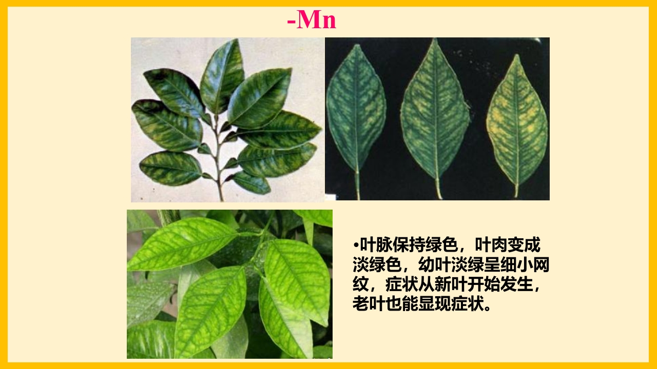 脐橙常见病虫害防治介绍PPT课件13