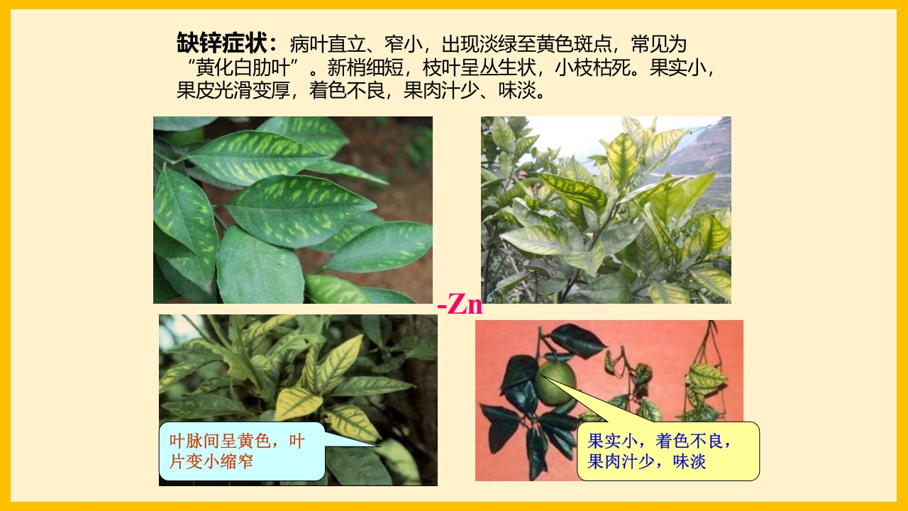 脐橙常见病虫害防治介绍PPT课件14