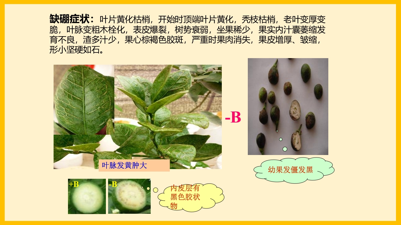 脐橙常见病虫害防治介绍PPT课件15
