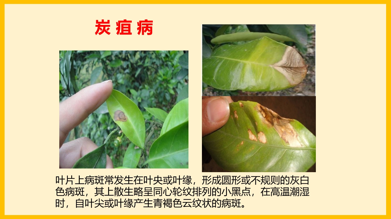 脐橙常见病虫害防治介绍PPT课件17
