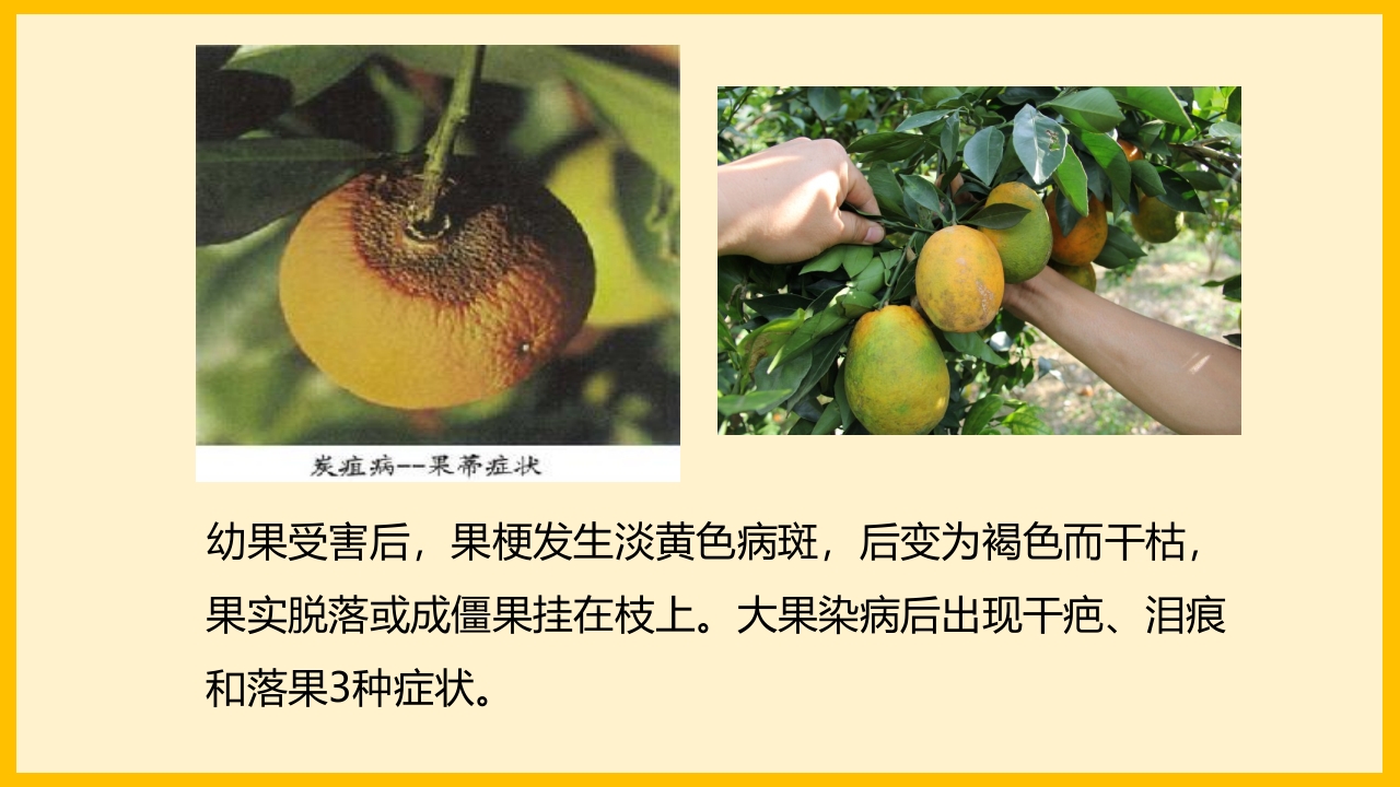 脐橙常见病虫害防治介绍PPT课件18