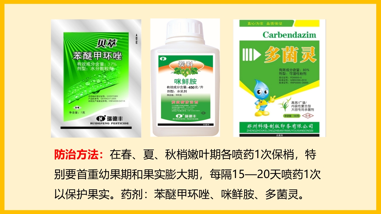 脐橙常见病虫害防治介绍PPT课件20