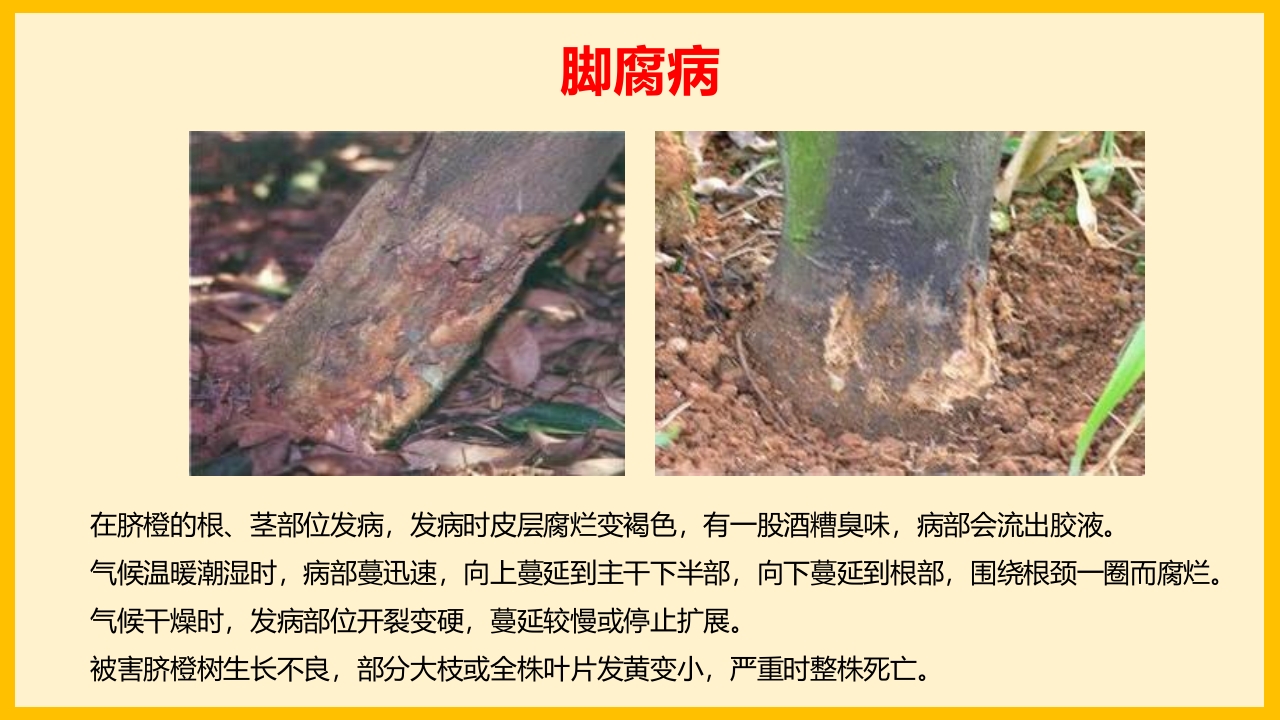 脐橙常见病虫害防治介绍PPT课件21