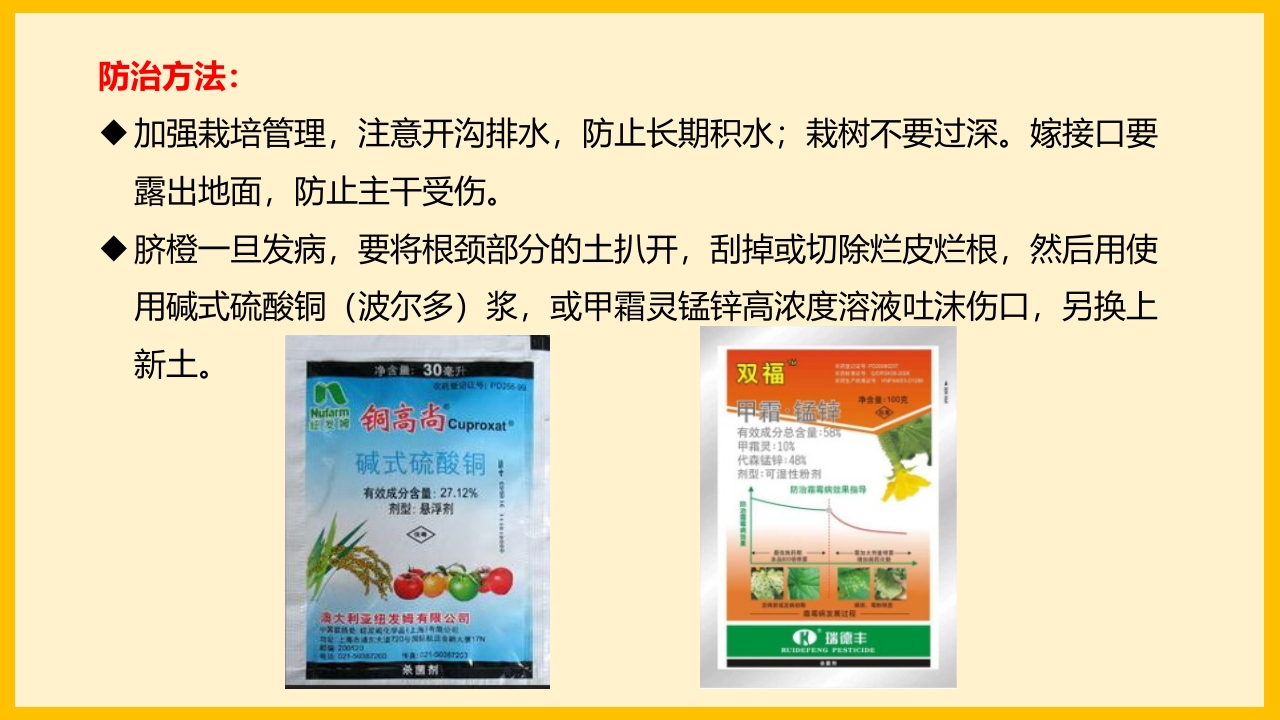 脐橙常见病虫害防治介绍PPT课件23