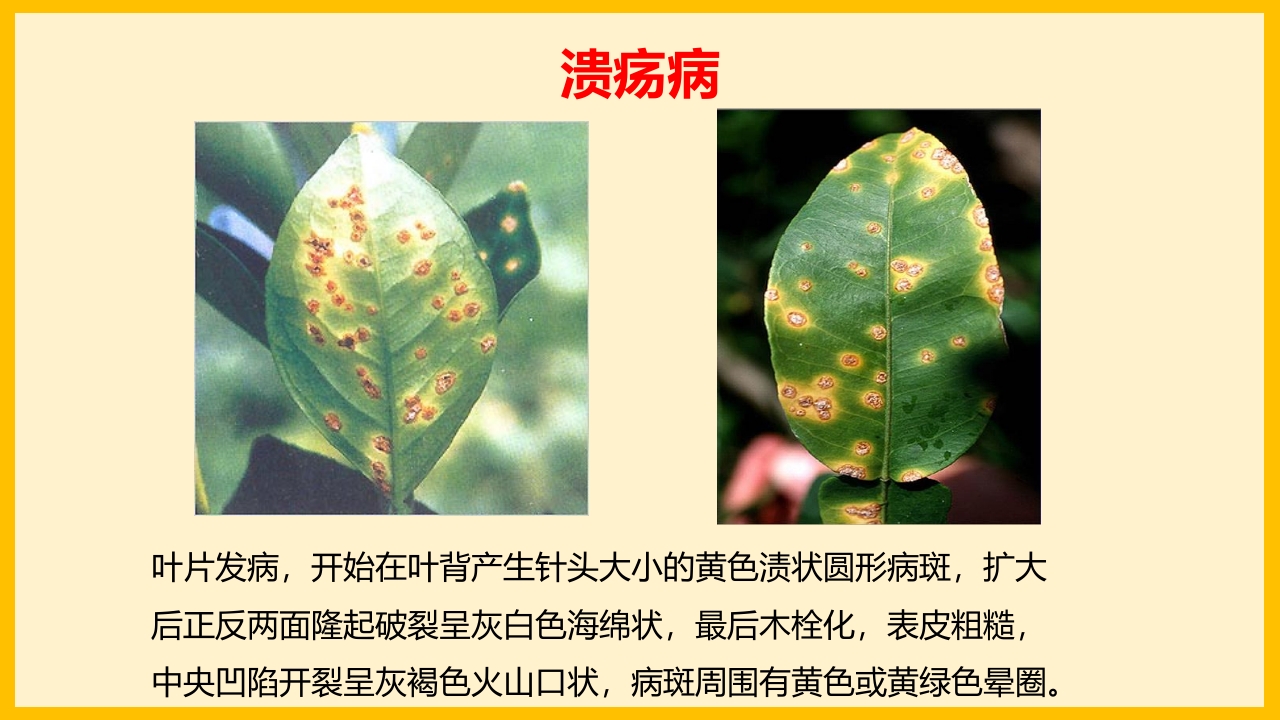 脐橙常见病虫害防治介绍PPT课件24