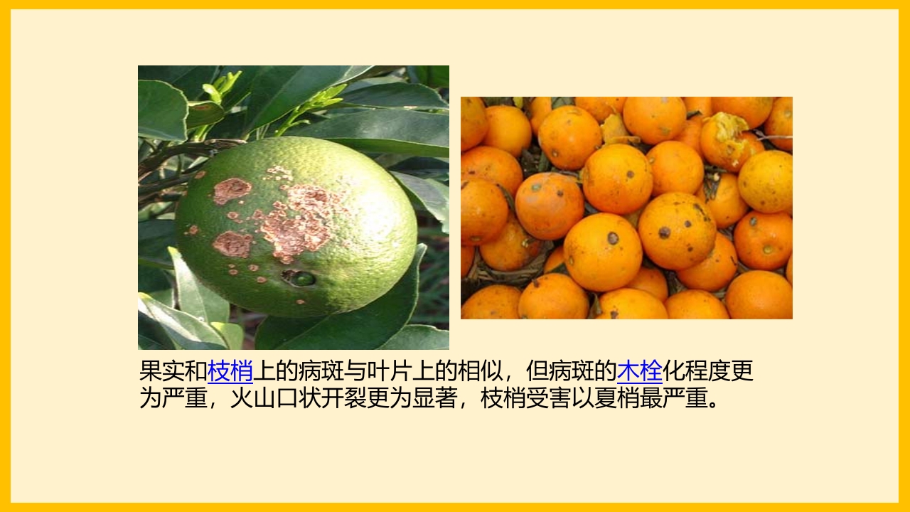 脐橙常见病虫害防治介绍PPT课件25