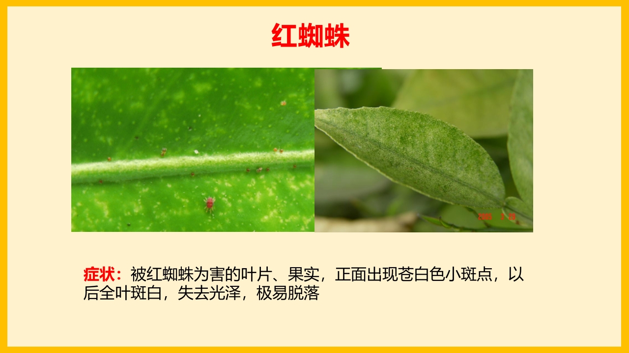 脐橙常见病虫害防治介绍PPT课件29