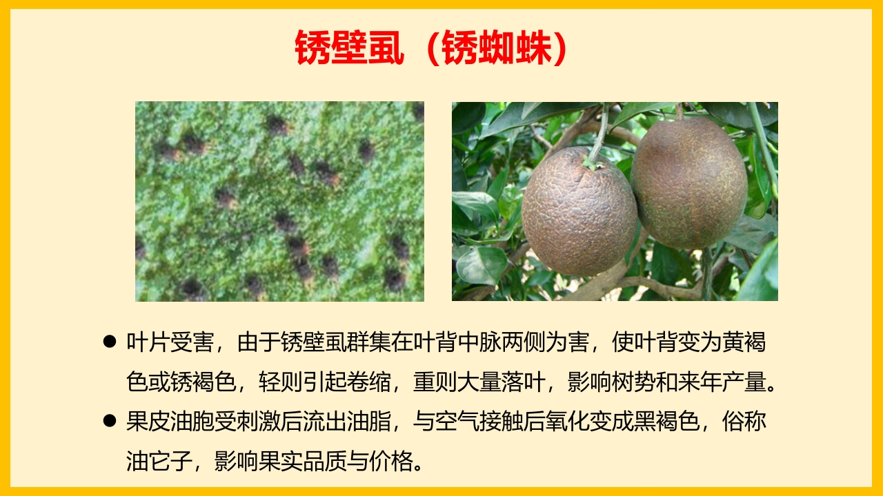 脐橙常见病虫害防治介绍PPT课件32