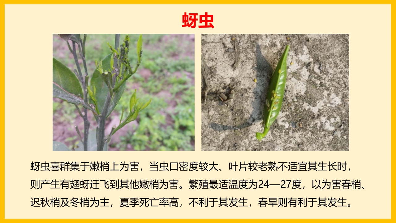 脐橙常见病虫害防治介绍PPT课件34