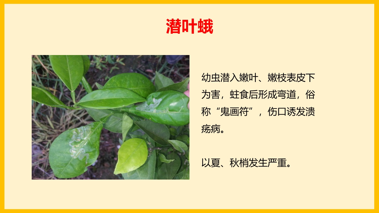 脐橙常见病虫害防治介绍PPT课件36