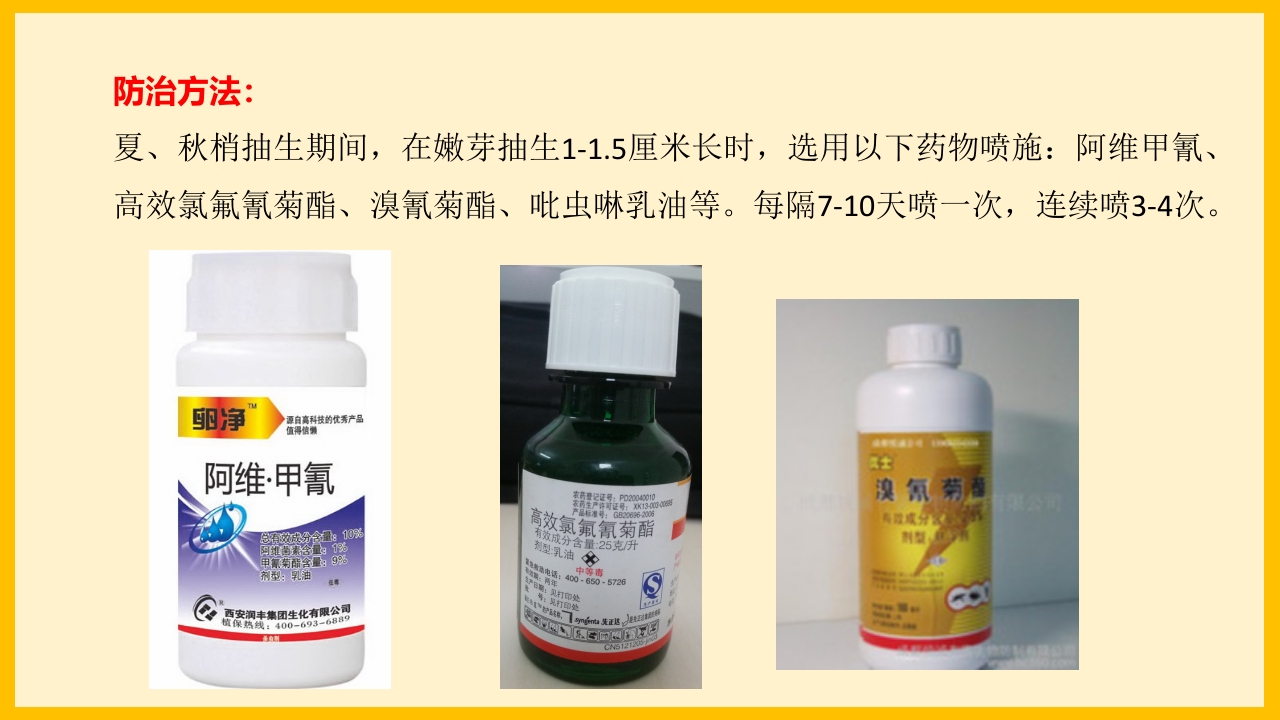 脐橙常见病虫害防治介绍PPT课件37