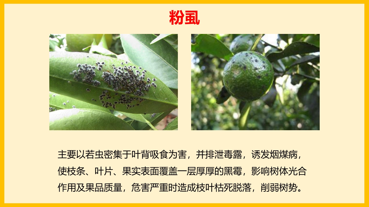 脐橙常见病虫害防治介绍PPT课件38