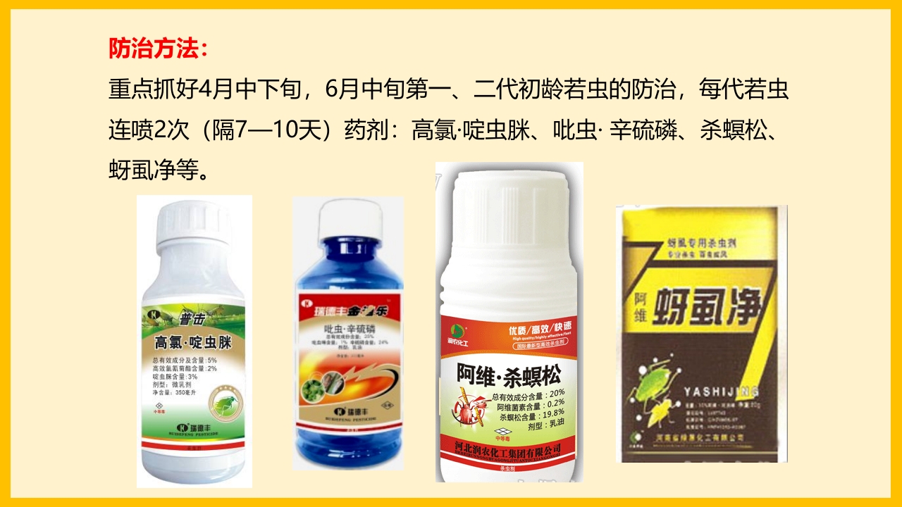 脐橙常见病虫害防治介绍PPT课件39