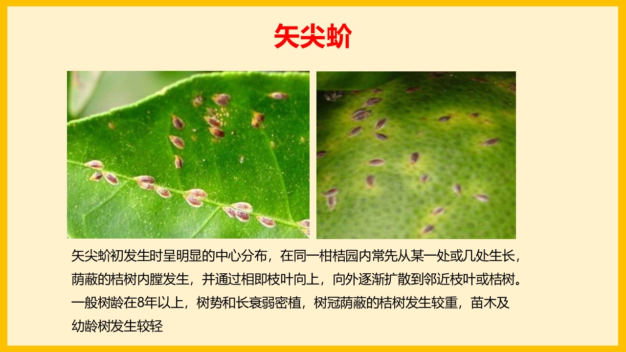 脐橙常见病虫害防治介绍PPT课件40