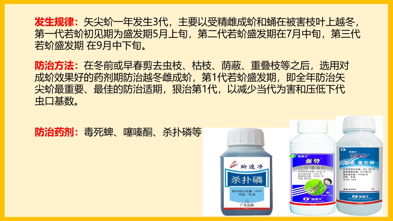 脐橙常见病虫害防治介绍PPT课件41
