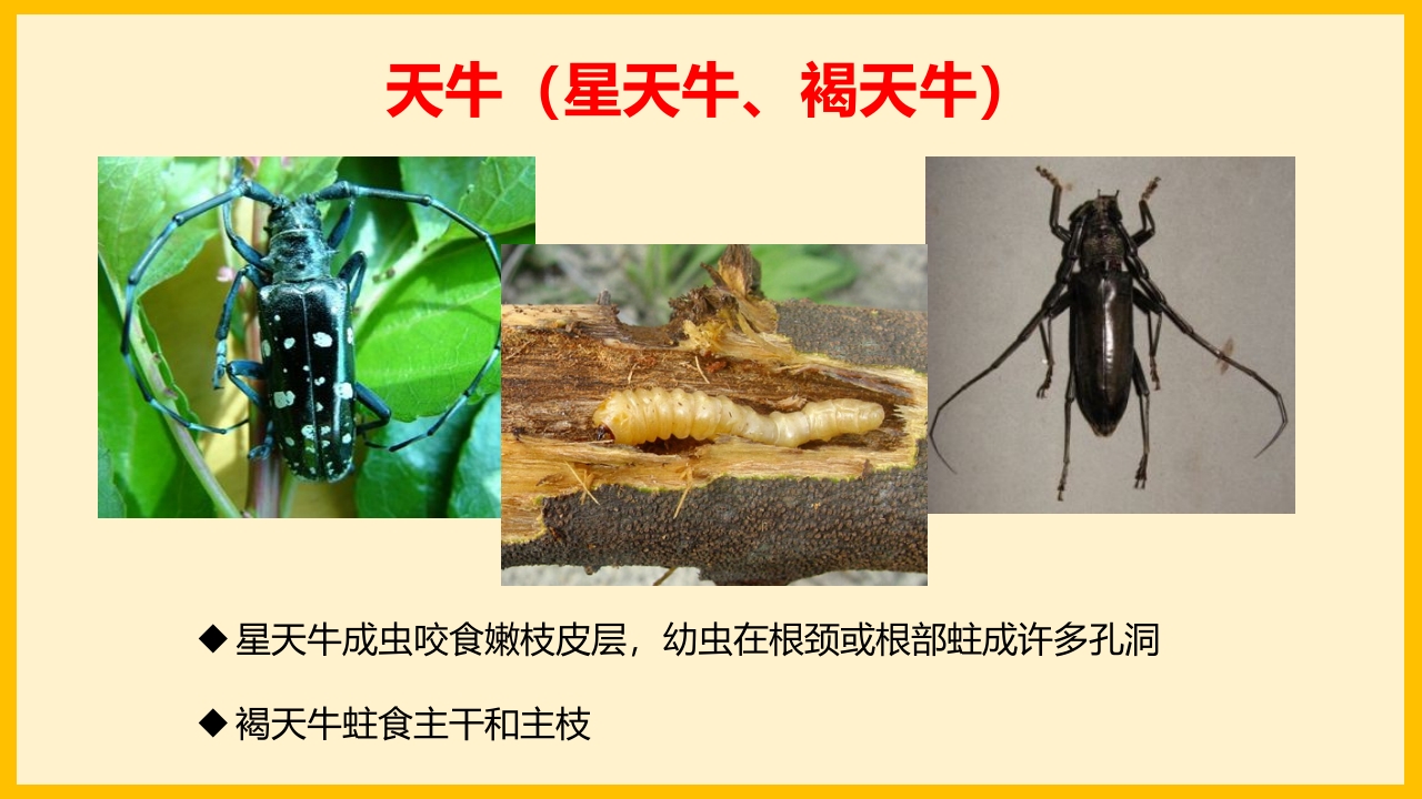 脐橙常见病虫害防治介绍PPT课件42