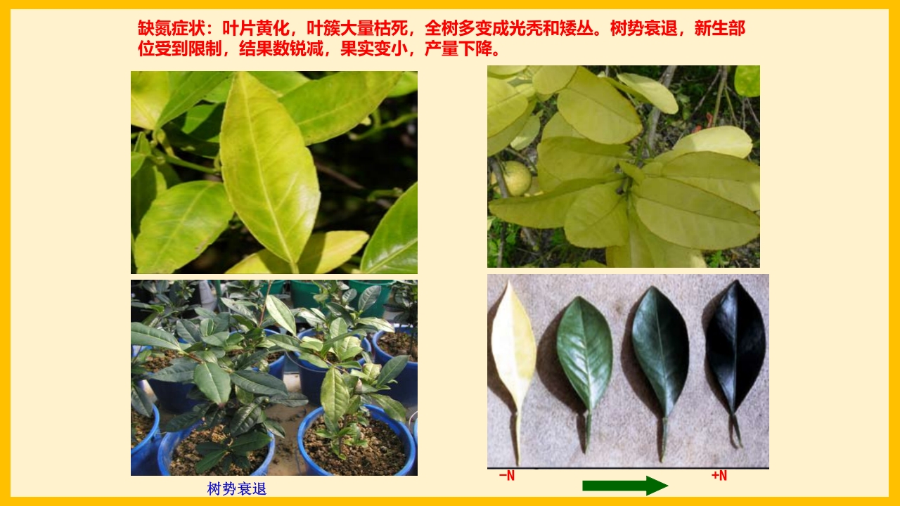 脐橙常见病虫害防治介绍PPT课件4