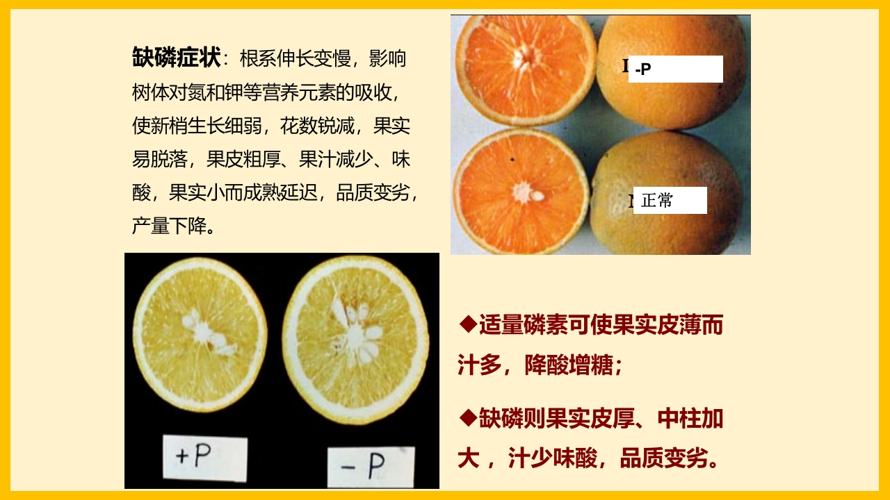 脐橙常见病虫害防治介绍PPT课件5