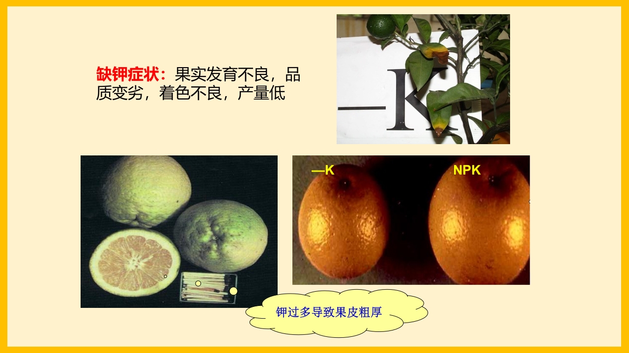 脐橙常见病虫害防治介绍PPT课件7