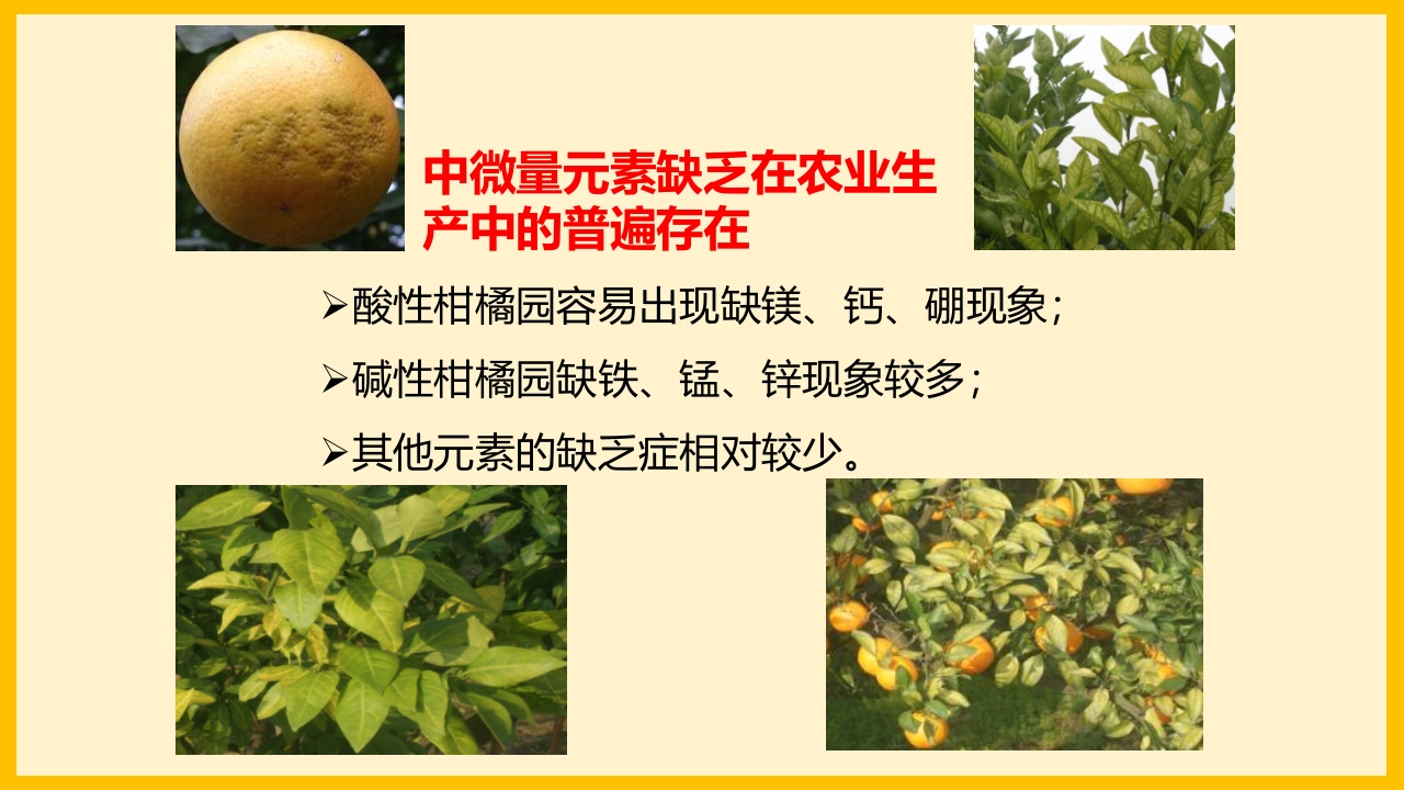 脐橙常见病虫害防治介绍PPT课件8