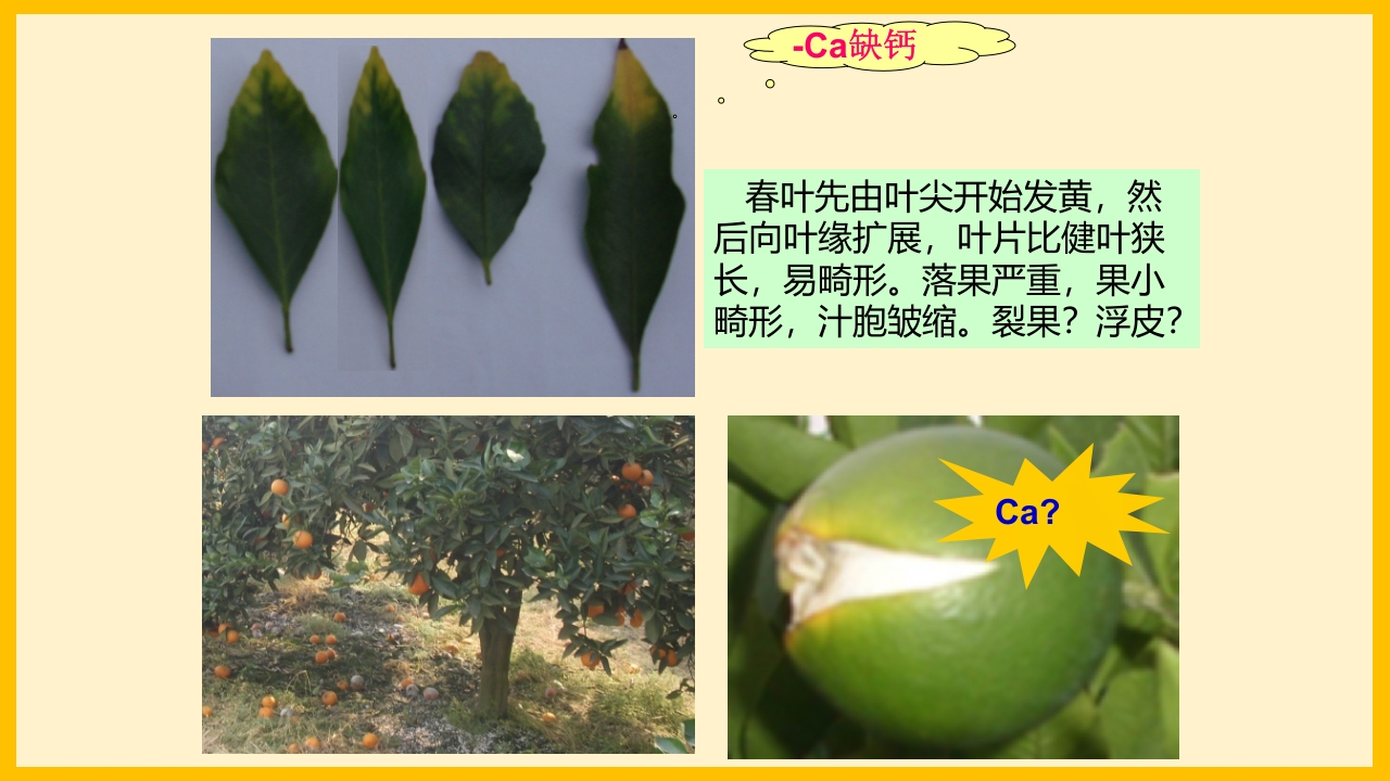 脐橙常见病虫害防治介绍PPT课件9
