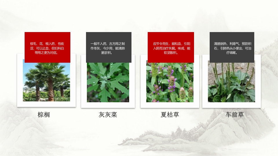 中草药介绍PPT课件11