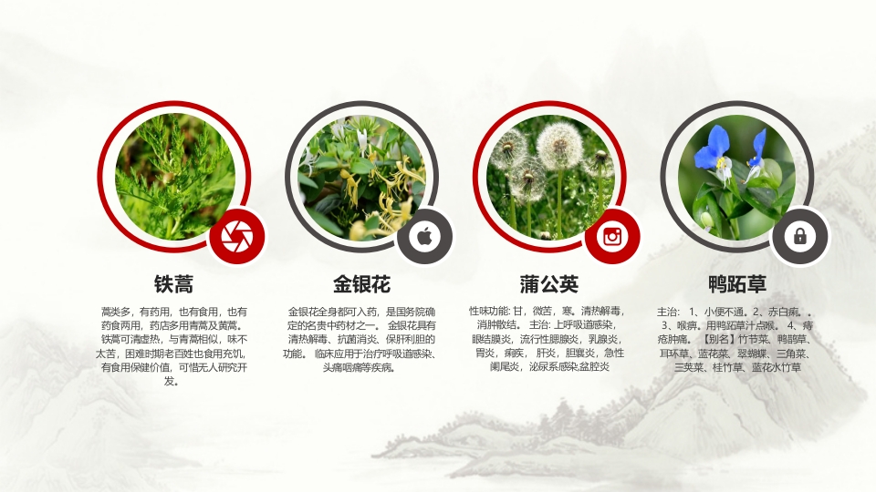 中草药介绍PPT课件12