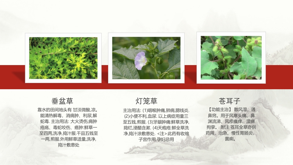 中草药介绍PPT课件13