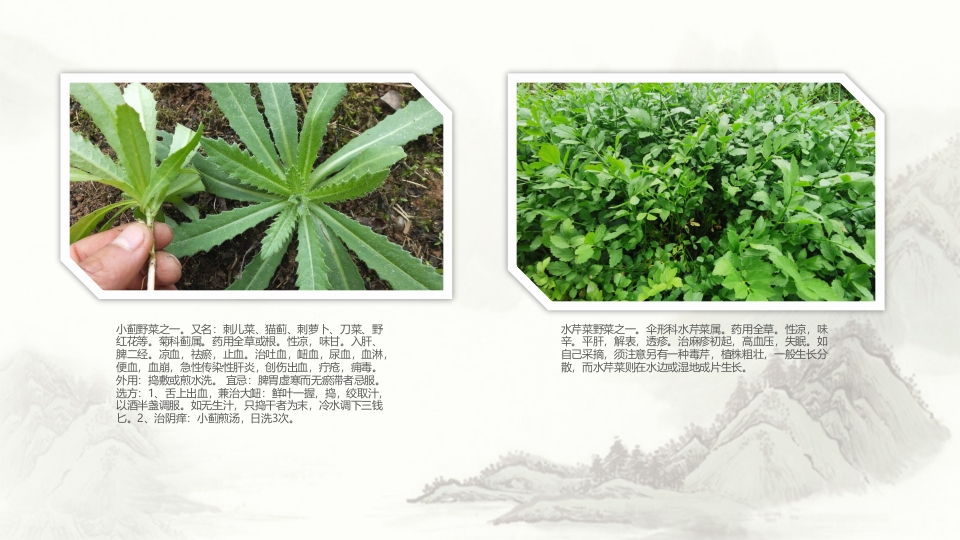 中草药介绍PPT课件15