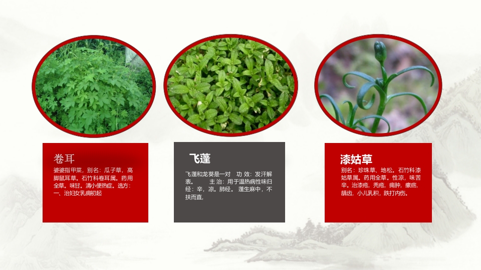 中草药介绍PPT课件16