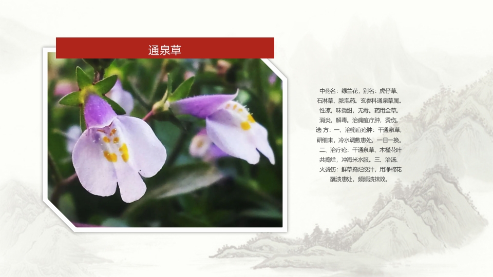 中草药介绍PPT课件17