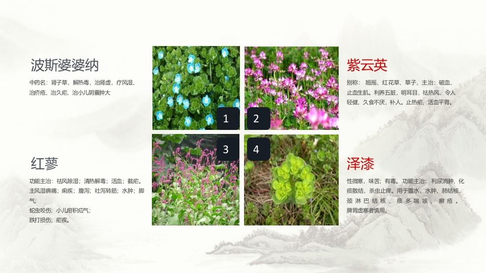 中草药介绍PPT课件18