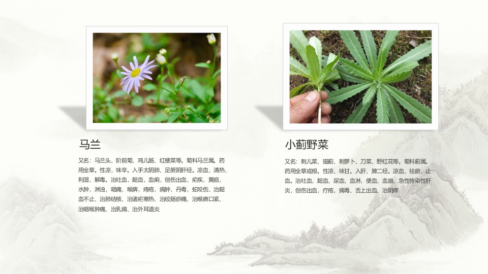 中草药介绍PPT课件19