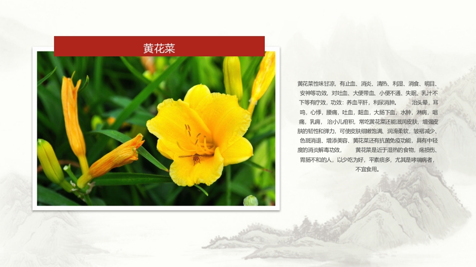 中草药介绍PPT课件21