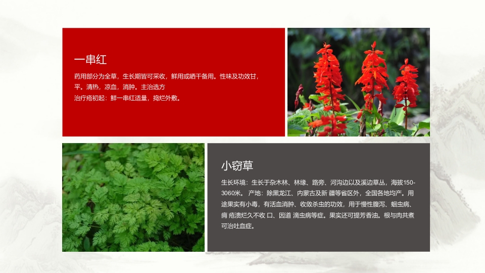中草药介绍PPT课件22