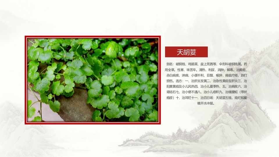 中草药介绍PPT课件23