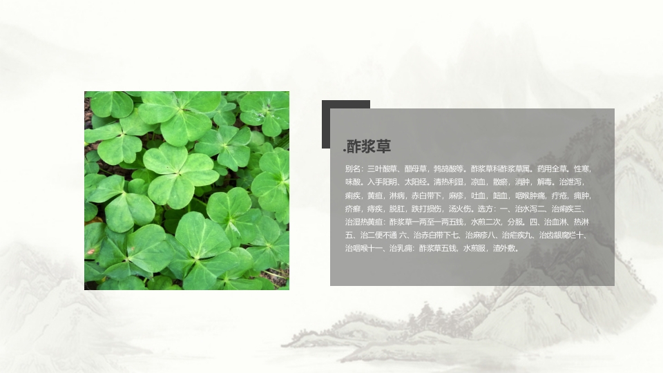 中草药介绍PPT课件24