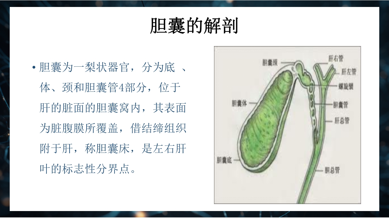 腹腔镜下胆囊切除术手术配合PPT课件3