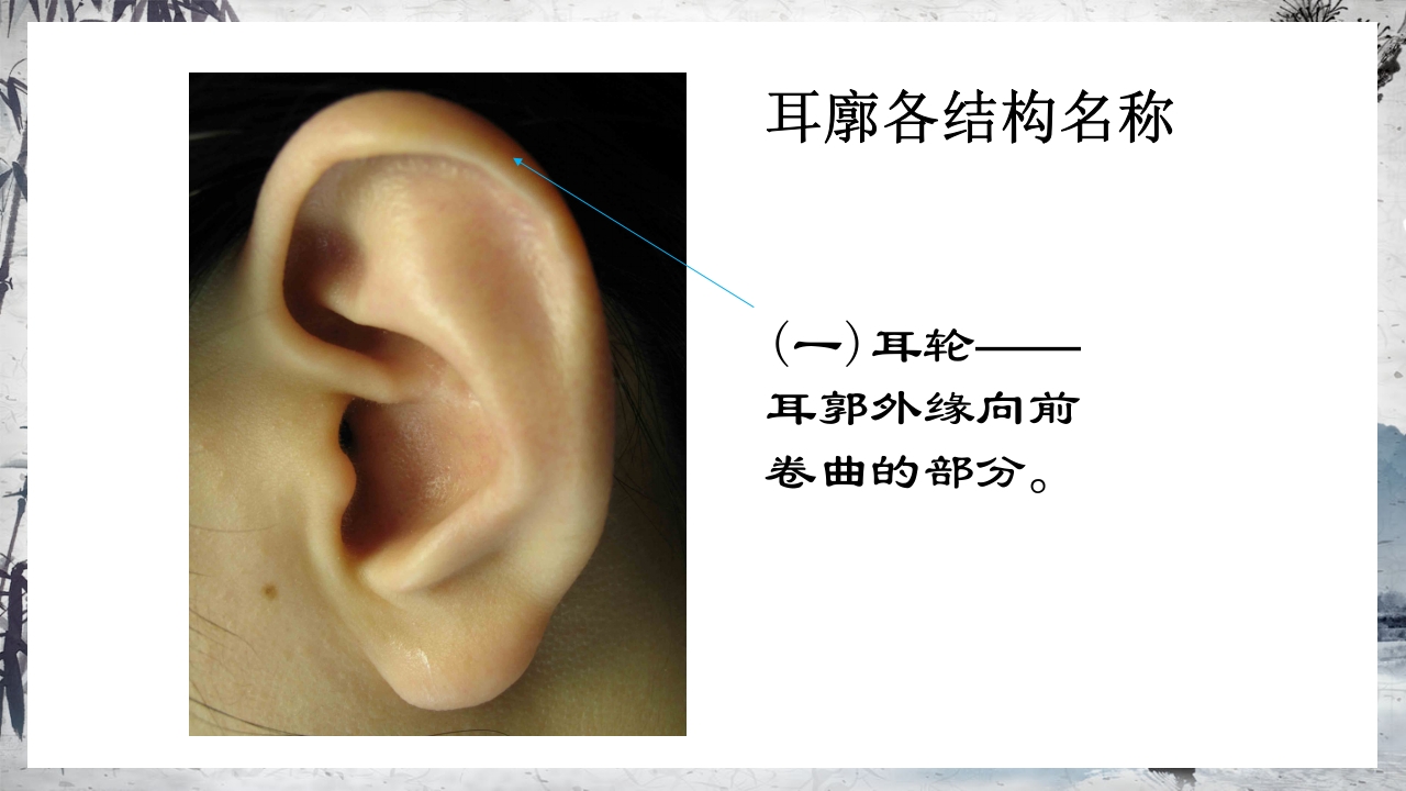 耳穴压豆治疗PPT课件10