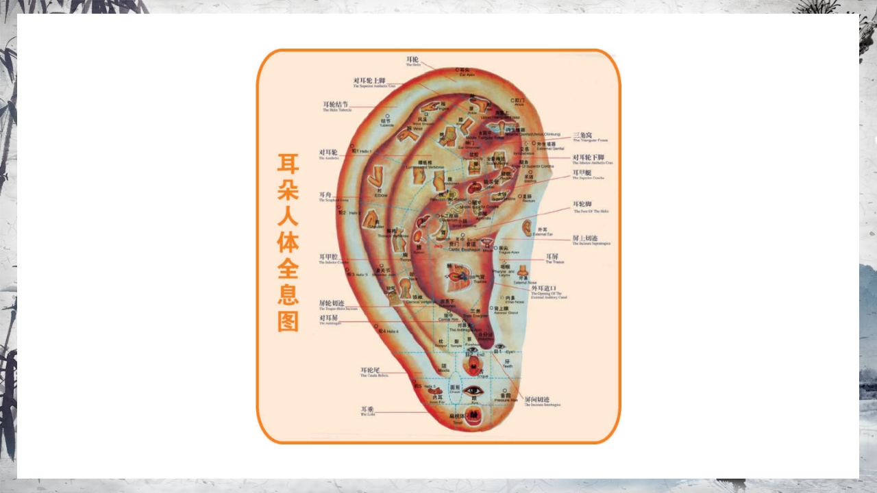 耳穴压豆治疗PPT课件7