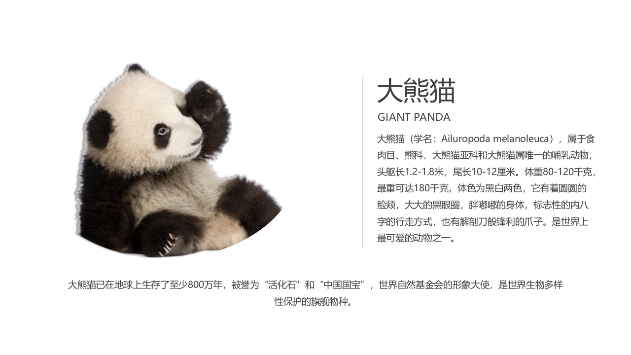 成都城市介绍旅行攻略PPT课件16