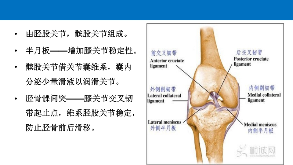 退行性膝关节病变PPT课件6
