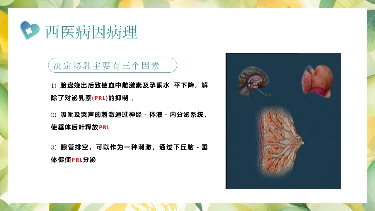 产后缺乳的中医疗法PPT课件4