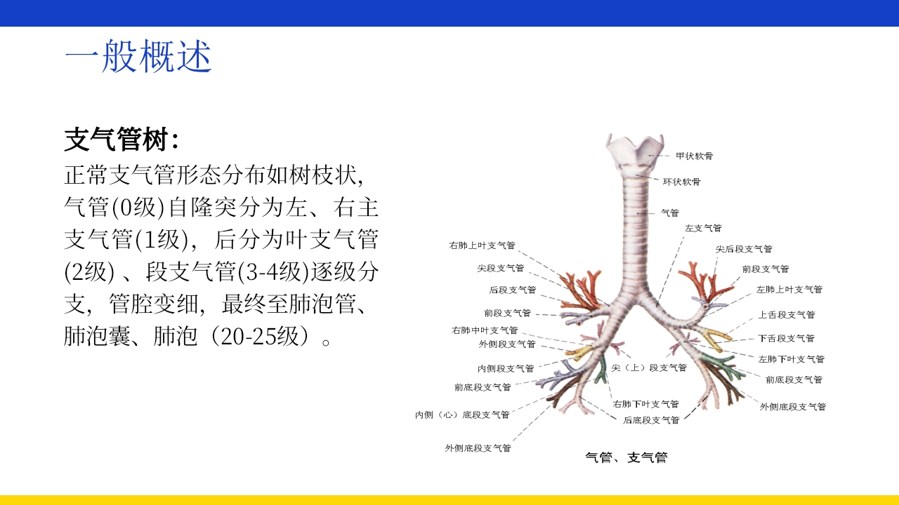 支气管扩张伴大咯血PPT课件4
