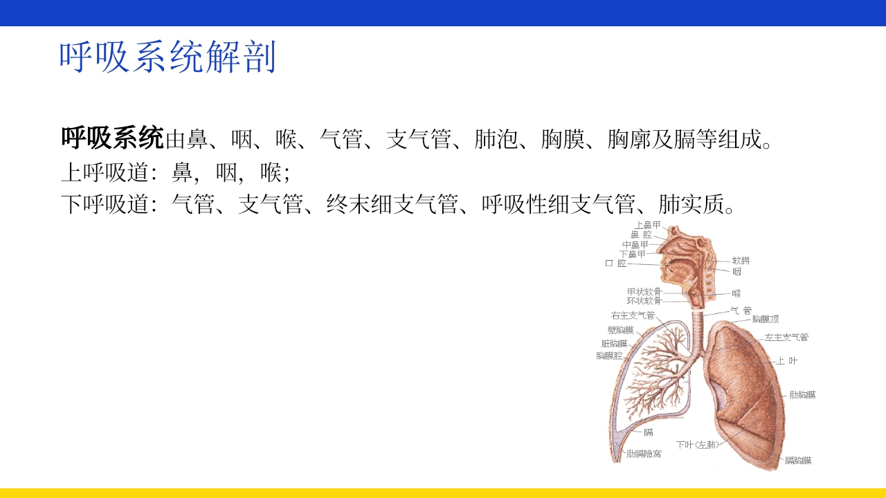 支气管扩张伴大咯血PPT课件5