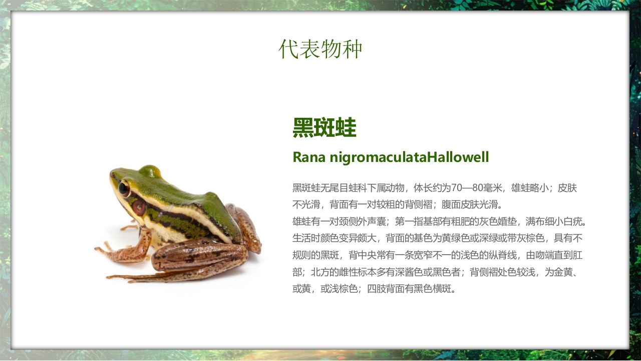 保护野生动物守护美丽家园PPT课件10