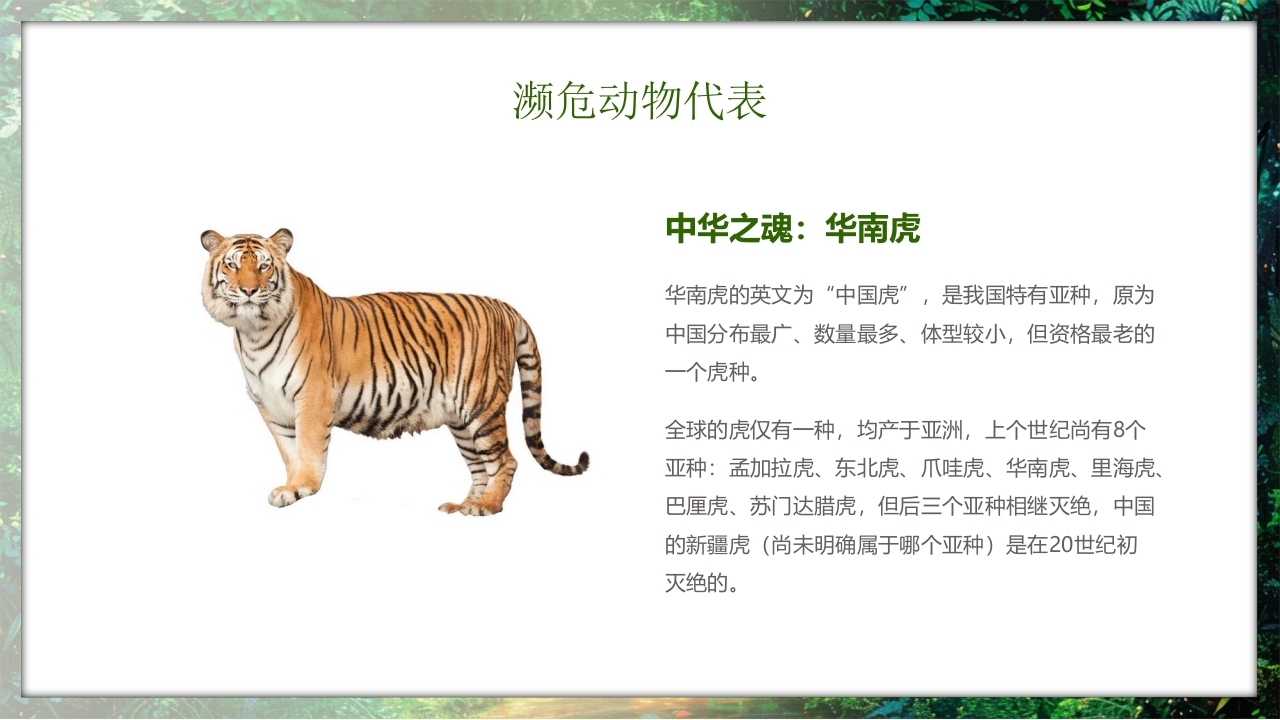 保护野生动物守护美丽家园PPT课件19