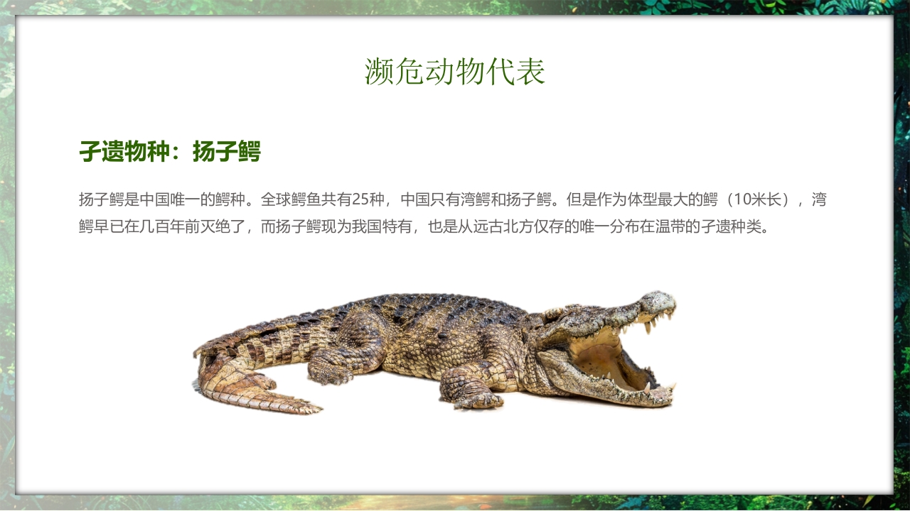 保护野生动物守护美丽家园PPT课件20