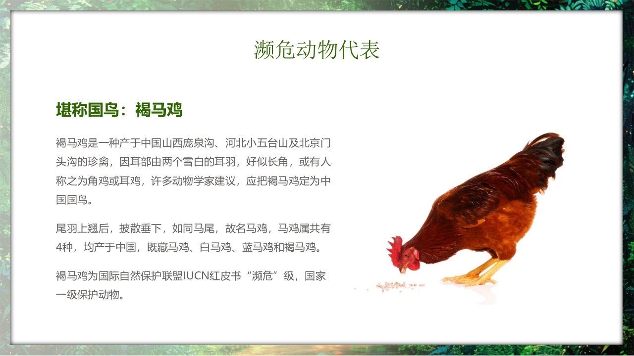 保护野生动物守护美丽家园PPT课件21